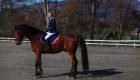 Horse riding Look :Animo