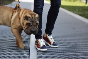 gucci sneakers with sharpei